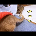 ポテチの中からでも妹猫にサービス精神旺盛な茶トラ猫(YouTube)