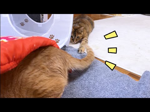 ポテチの中からでも妹猫にサービス精神旺盛な茶トラ猫(YouTube)