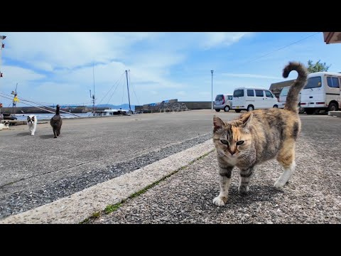 港に漁船のお出迎えに行っていた猫たち、人が来たのに気づくと一旦お出迎えを止めてモフられにきた(YouTube)