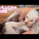 ネムネムにゃぁ  満腹満腹ムックだよ～   2025 05 03 2(YouTube)