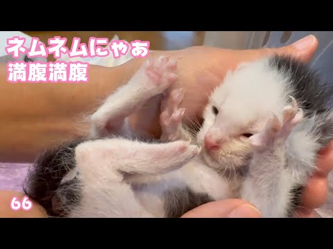 ネムネムにゃぁ  満腹満腹ムックだよ～   2025 05 03 2(YouTube)