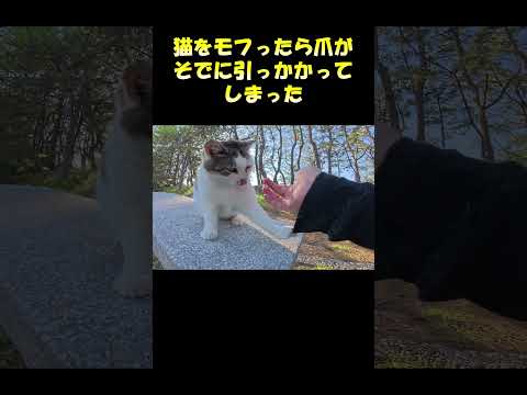 猫をモフったら爪がそでに引っかかってしまった #猫 #cat #ネコ(YouTube)
