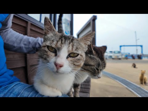 猫島に着いてフェリーを降りると港の猫たちが出迎えてくれます(YouTube)
