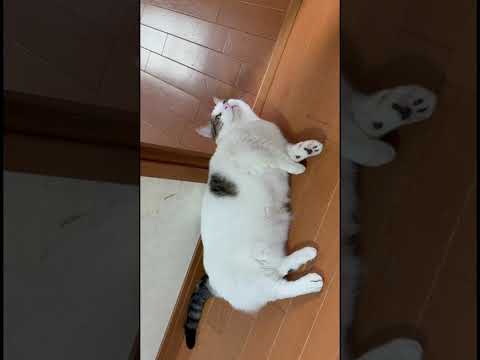眠いねんから、呼ぶな(YouTube)