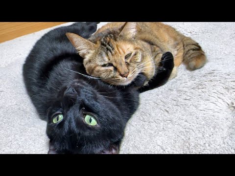 お世話好きだけど何か抜けちゃう黒猫君が最高に可愛すぎます(笑)(YouTube)