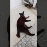 漁港の前でわんぱくな猫達がたむろしていた #猫 #cat #ネコ(YouTube)