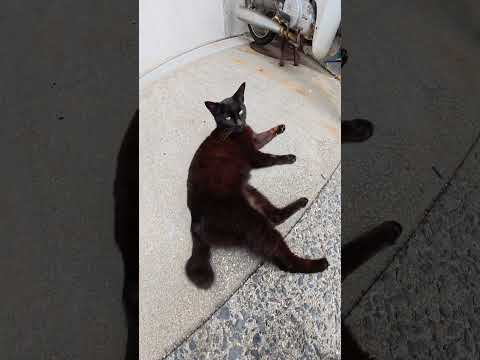 漁港の前でわんぱくな猫達がたむろしていた #猫 #cat #ネコ(YouTube)