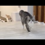 ごはん前の運動タイムになるとテンション爆上がりするもっちゃん笑(YouTube)