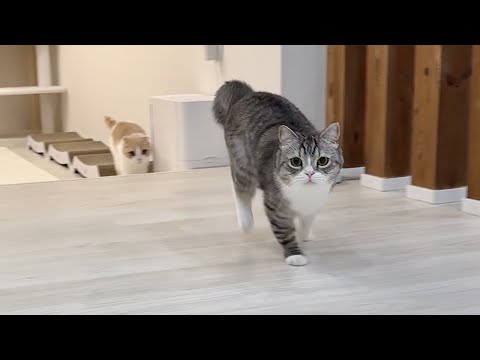 ごはん前の運動タイムになるとテンション爆上がりするもっちゃん笑(YouTube)