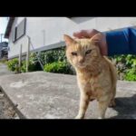 とにかく撫でられるのが好きな島の猫ちゃん(YouTube)