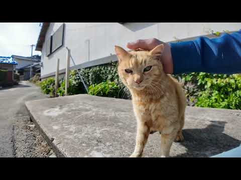 とにかく撫でられるのが好きな島の猫ちゃん(YouTube)