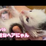 斬新なヘアーにゃん  はぐれて独りぼっちで保護された子猫  Day16   2025 05 04 2(YouTube)