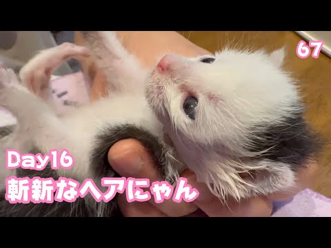 斬新なヘアーにゃん  はぐれて独りぼっちで保護された子猫  Day16   2025 05 04 2(YouTube)