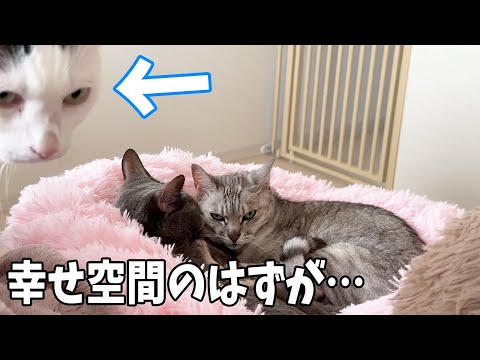 仲良くお昼寝してる猫たちを撮ろうと思ったら…ｗ(YouTube)