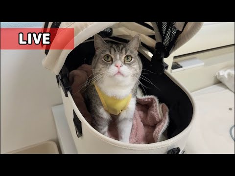 【ご報告】もちの現状と手術期間の出来事について。(YouTube)