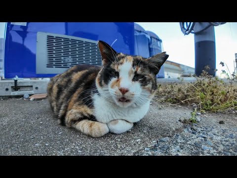 会うと必ず小さく「ニャ」と挨拶する漁港の三毛猫ちゃんがかわい過ぎる(YouTube)