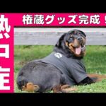 【熱中症対策】ロットワイラー権蔵(YouTube)