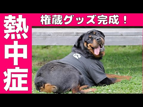 【熱中症対策】ロットワイラー権蔵(YouTube)
