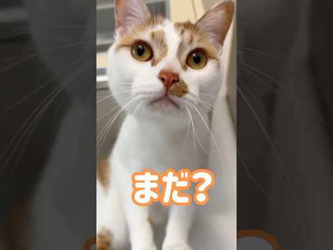 お腹空いて文句言う猫トロしゃん！ #shorts(YouTube)
