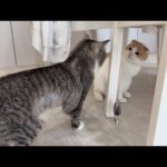 微妙なおもちゃも弟が遊んでると使いたくなっちゃうもちがわがまますぎた笑(YouTube)