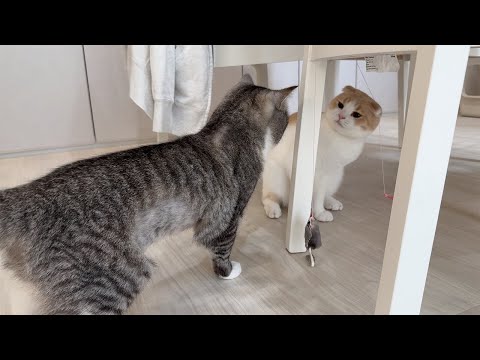 微妙なおもちゃも弟が遊んでると使いたくなっちゃうもちがわがまますぎた笑(YouTube)