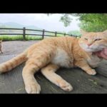 茶トラ猫の兄弟をダブルでモフっていると竹藪の中へ帰っていった(YouTube)