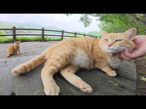 茶トラ猫の兄弟をダブルでモフっていると竹藪の中へ帰っていった(YouTube)