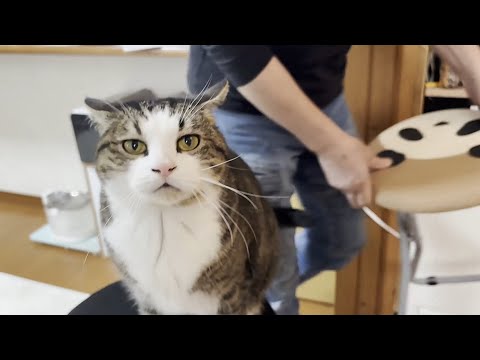 他の猫の名前を呼ぶとちょっと嫉妬する猫(YouTube)