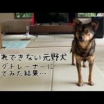 人が怖い元野犬…ドッグトレーナー付けて３日間で見違えるほど成長しました！(YouTube)