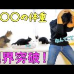 パパが子猫の時から大切に育ててきた猫がデ○猫になってしまいました‥😭🐈(YouTube)