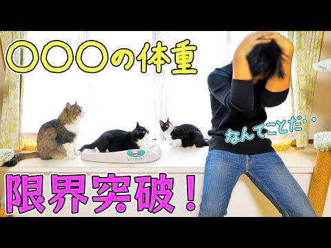 パパが子猫の時から大切に育ててきた猫がデ○猫になってしまいました‥😭🐈(YouTube)