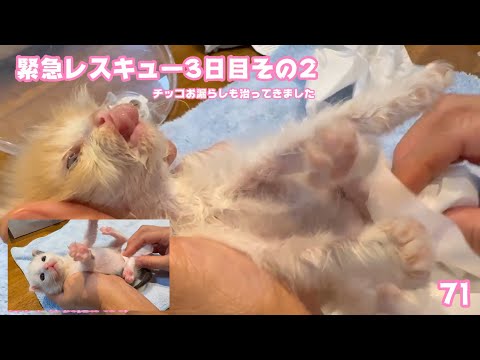 緊急レスキュー3日目 その2  チッコのお漏らしが治ってきています 生後1ヶ月で考える事にしました モグ  2025 05 08 2(YouTube)