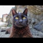 猫島の漁港近くの路地に入るとそこは完全に猫の世界だった(YouTube)