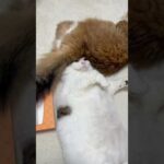 ちょっとぉ〜毛が深いんですけどぉ〜(YouTube)