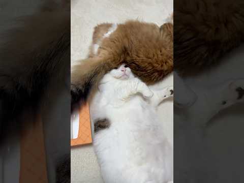 ちょっとぉ〜毛が深いんですけどぉ〜(YouTube)