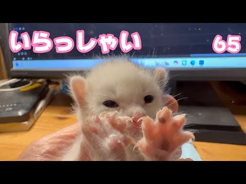 いらっしゃい  2025 05 02 1(YouTube)