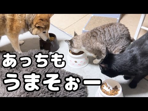 【犬と猫の大家族】ご飯タイムは個性がありすぎて大騒動です(笑)(YouTube)