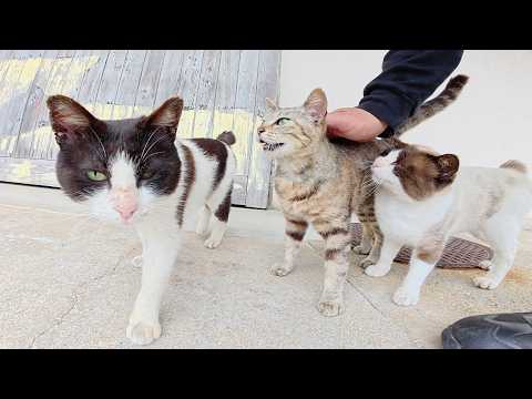 わんぱく猫が集まるミーティングに参加したら喧嘩が勃発した(YouTube)