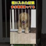 檻に入れると変顔で煽ってくるイヌ😂【煽り犬】 #犬 #dog(YouTube)
