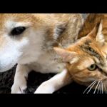 寂しくなると柴犬パパを探す末っ子猫が可愛すぎました(YouTube)