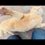 お腹丸出しで転がる猫達をモフっていたら、茶トラ猫が暴れ出した(YouTube)