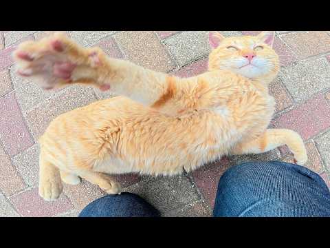 お腹丸出しで転がる猫達をモフっていたら、茶トラ猫が暴れ出した(YouTube)