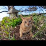 神社猫に崖っぷちの祠を案内してもらった(YouTube)