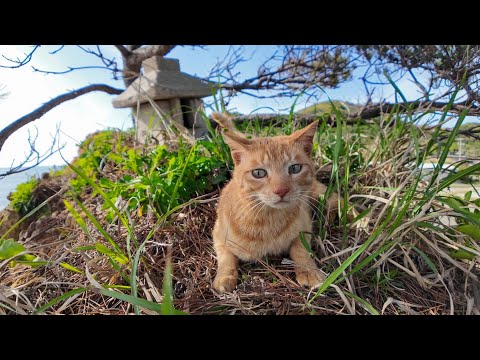神社猫に崖っぷちの祠を案内してもらった(YouTube)