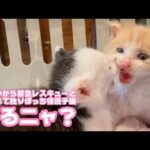 やるんかニャ？  泥の中から緊急レスキューとはぐれて独りぼっち保護された子猫達  モグ＆ムック   2025 05 12 2(YouTube)