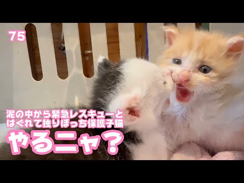 やるんかニャ？  泥の中から緊急レスキューとはぐれて独りぼっち保護された子猫達  モグ＆ムック   2025 05 12 2(YouTube)