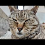 猫島の漁港近くの路地裏で寝ていた猫たちをナデナデする(YouTube)