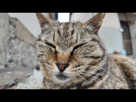 猫島の漁港近くの路地裏で寝ていた猫たちをナデナデする(YouTube)