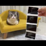 もちの術後検査で予想外の結果が出ました！(YouTube)