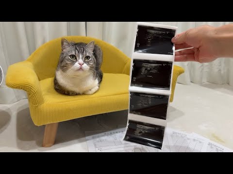 もちの術後検査で予想外の結果が出ました！(YouTube)
